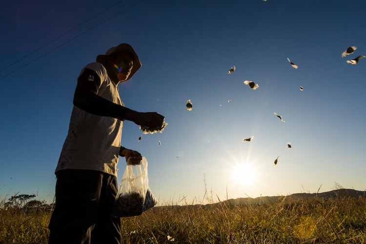Trabalhador rural despejando sementes no solo ao amanhecer. O céu está limpo e o sol brilha ao fundo.