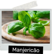 Manjericão