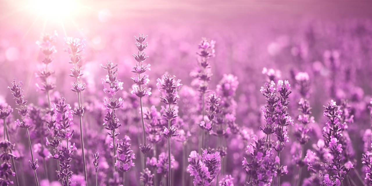 Campo de lavanda recebendo luz solar