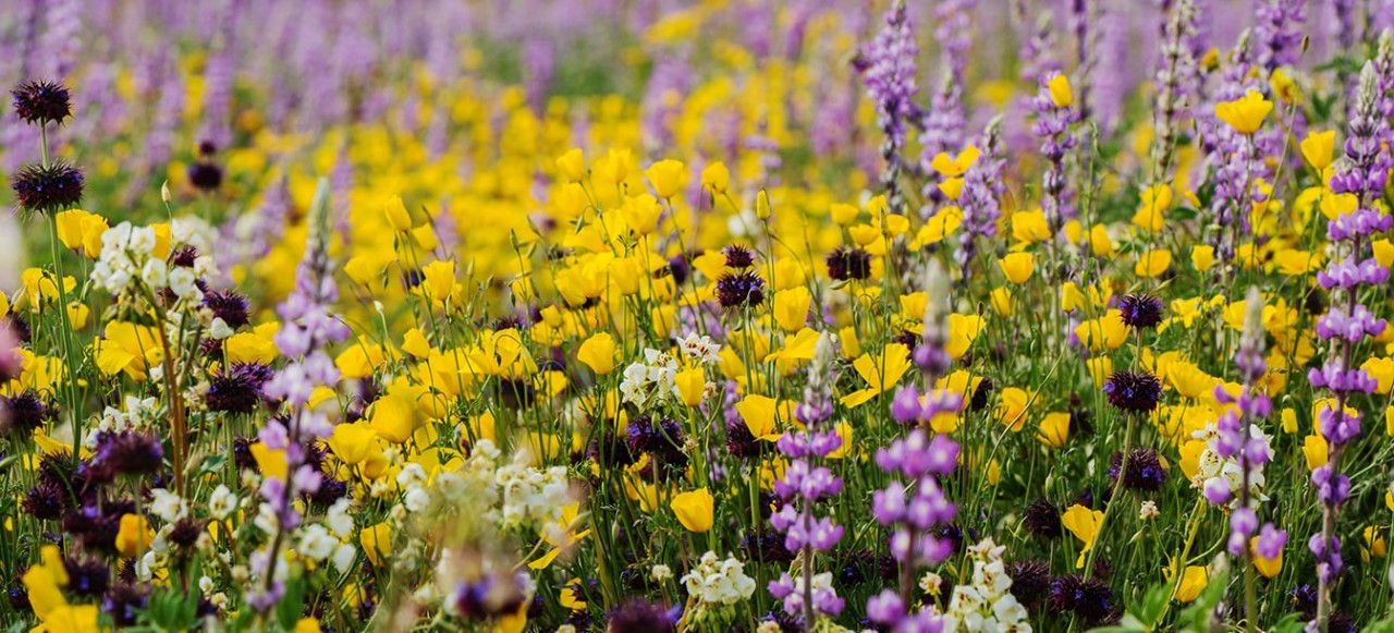 Campos com flores amarelas e roxas