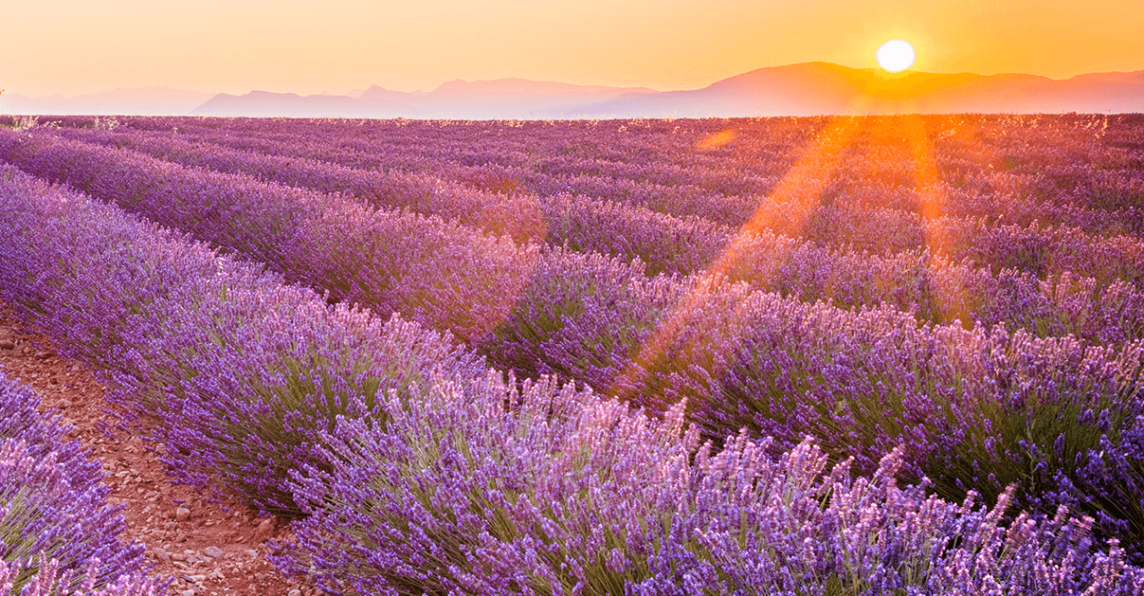 Campos de lavanda recebendo luz solar de um fim de tarde