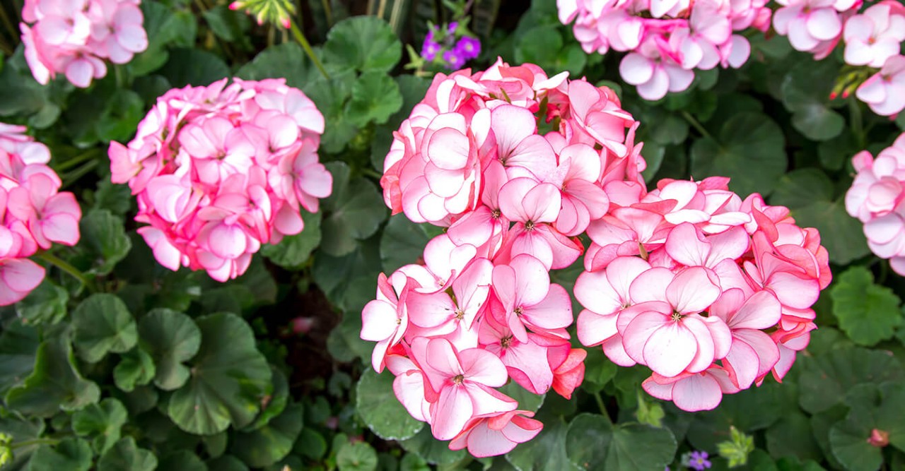 Arbustos e flores de gerânio