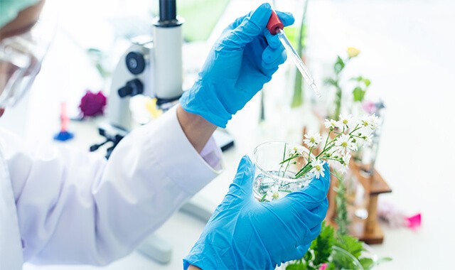 Profissional testando essência em flores